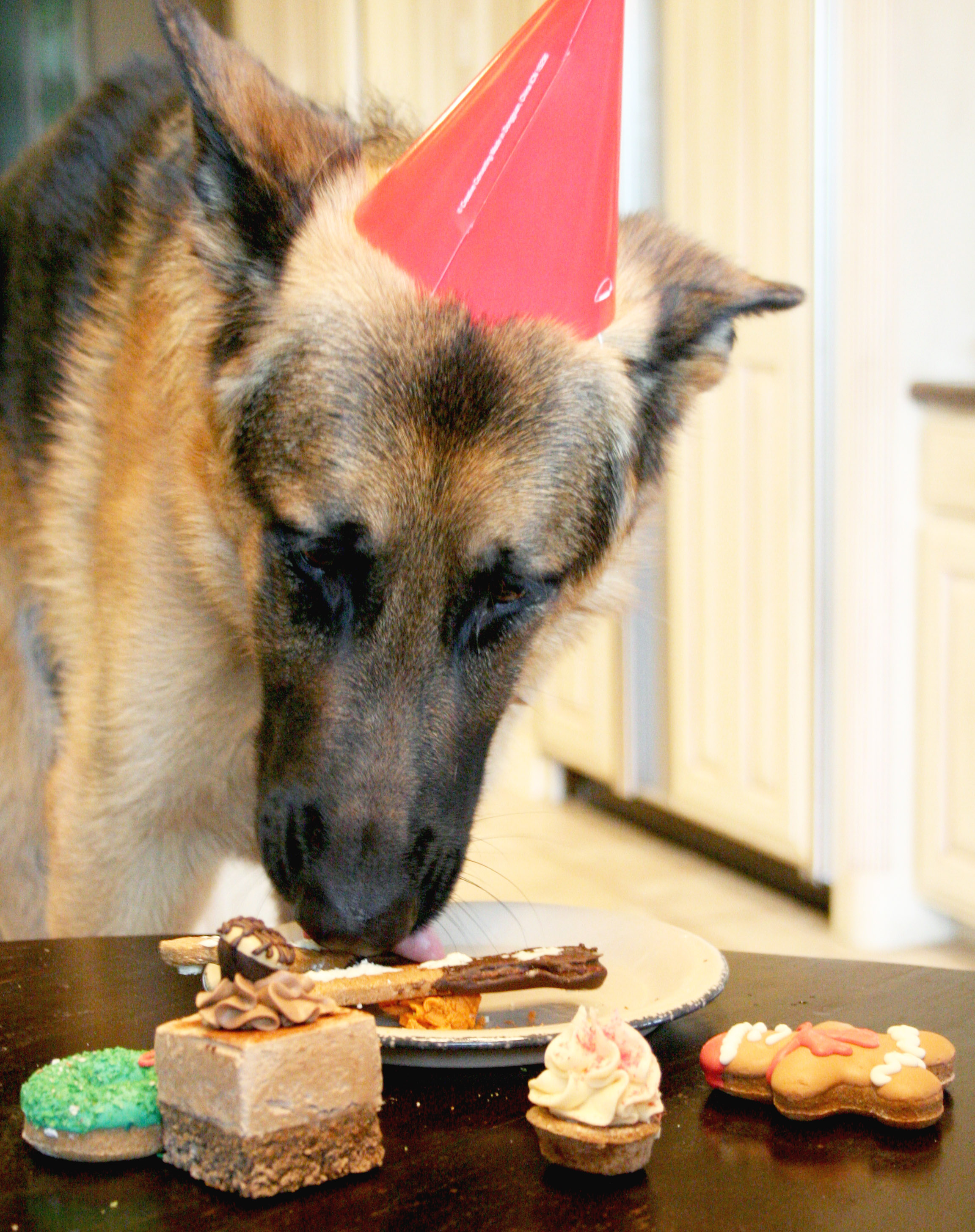 Dog Birthday Party Venue Image